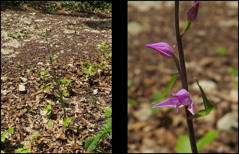 (13) Red Helleborine.JPG